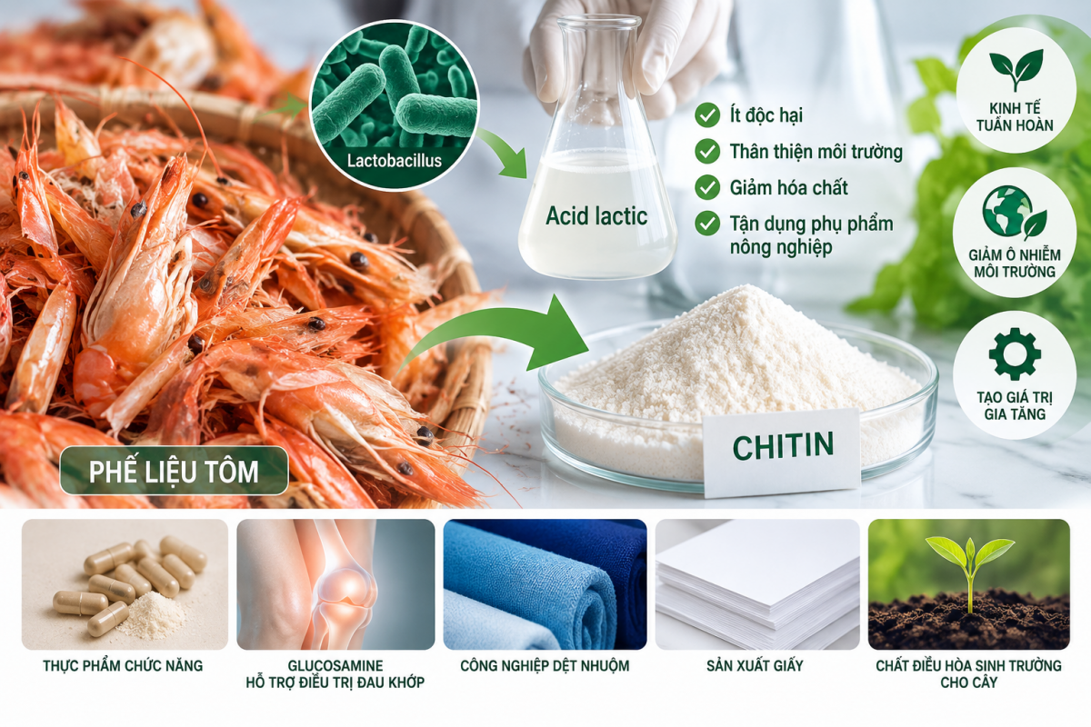 Nghiên cứu sử dụng acid lactic để khử khoáng trong quá trình sản xuất chitin từ phế liệu tôm - Cổng thông tin điện tử Cục Thông tin, Thống kê