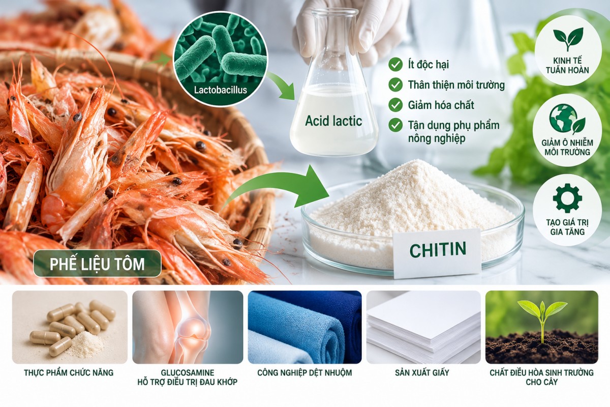 Nghiên cứu công nghệ xanh sản xuất chitin từ đầu, vỏ tôm