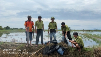 Lực lượng Kiểm Lâm Tp. Huế kịp thời ngăn chặn bẫy bắt chim, cò trên đồng ruộng