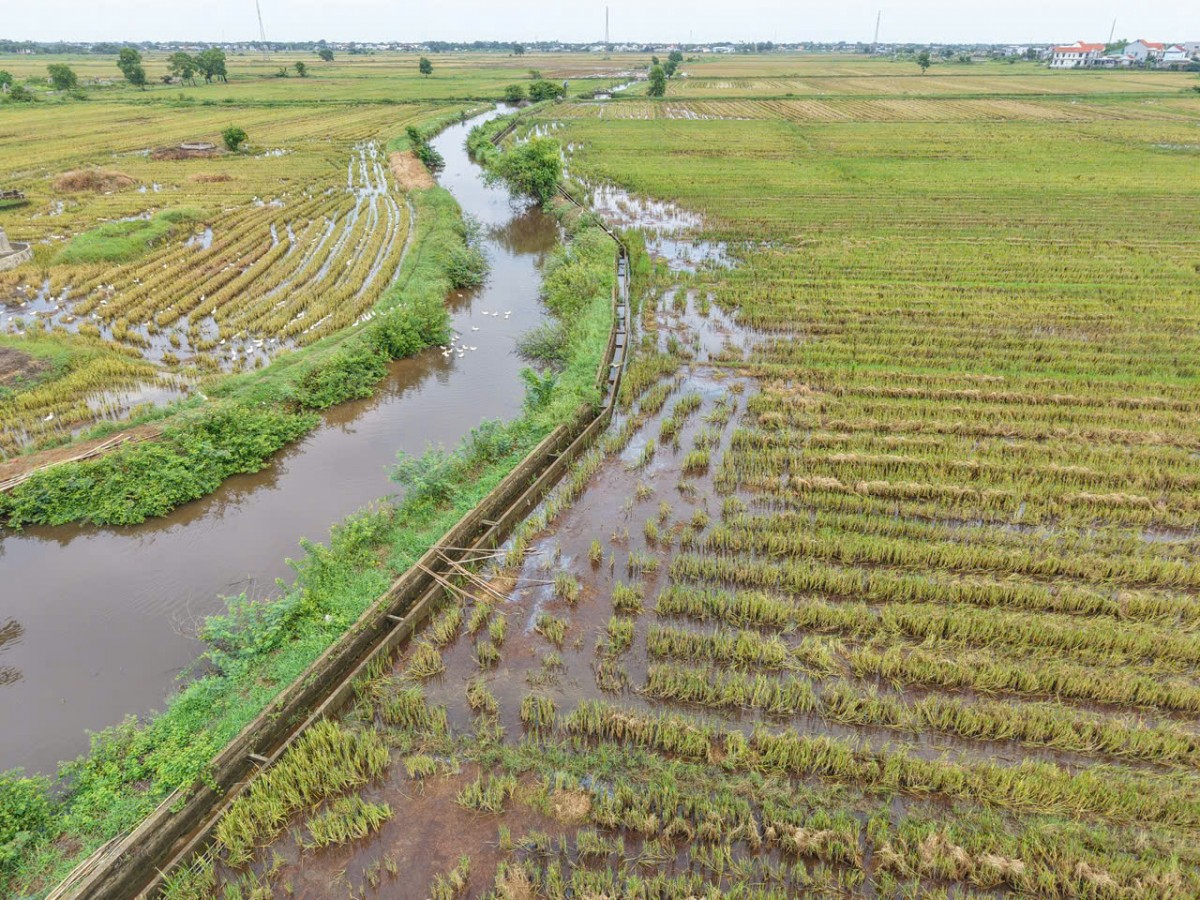 Lực lượng Kiểm Lâm Tp. Huế kịp thời ngăn chặn bẫy bắt chim, cò trên đồng ruộng