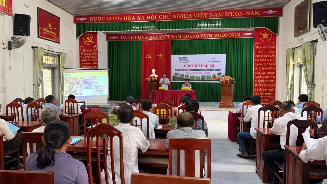 Quảng Trị: Hội nghị đánh giá mô hình thâm canh giống sắn kháng bệnh khảm lá HN1