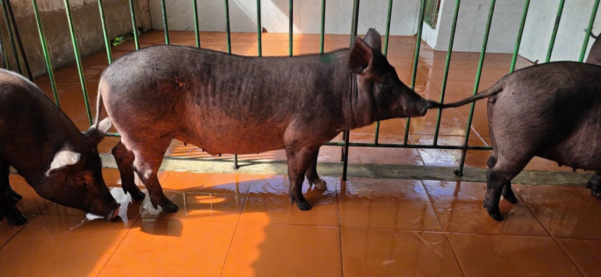 Heo đen Dakka – bước tiến mới của nông nghiệp Tây Nguyên, nâng tầm đặc sản tỉnh Đắk Lắk