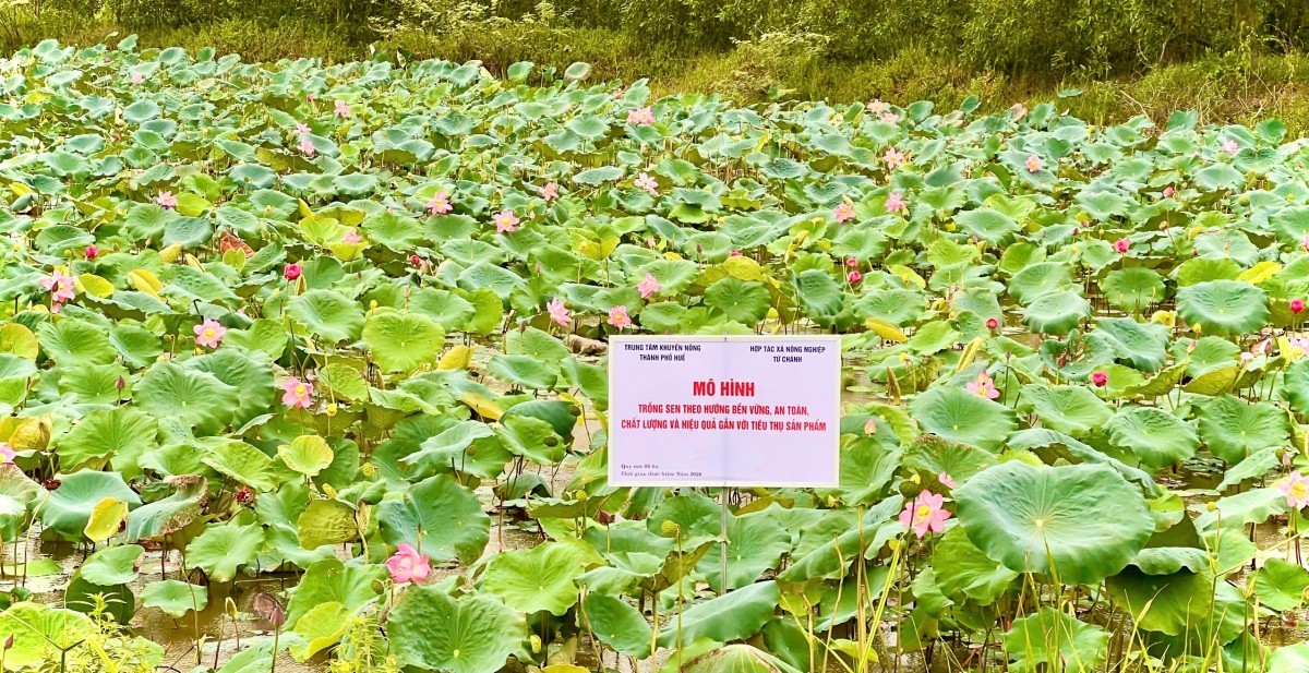 Kiến tạo chuỗi giá trị, mở hướng phát triển nông nghiệp xanh