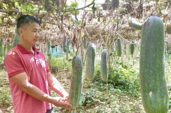 Hiệu quả từ chuyển đổi cây trồng ở vùng quê “đất không nghỉ, bốn mùa xanh”