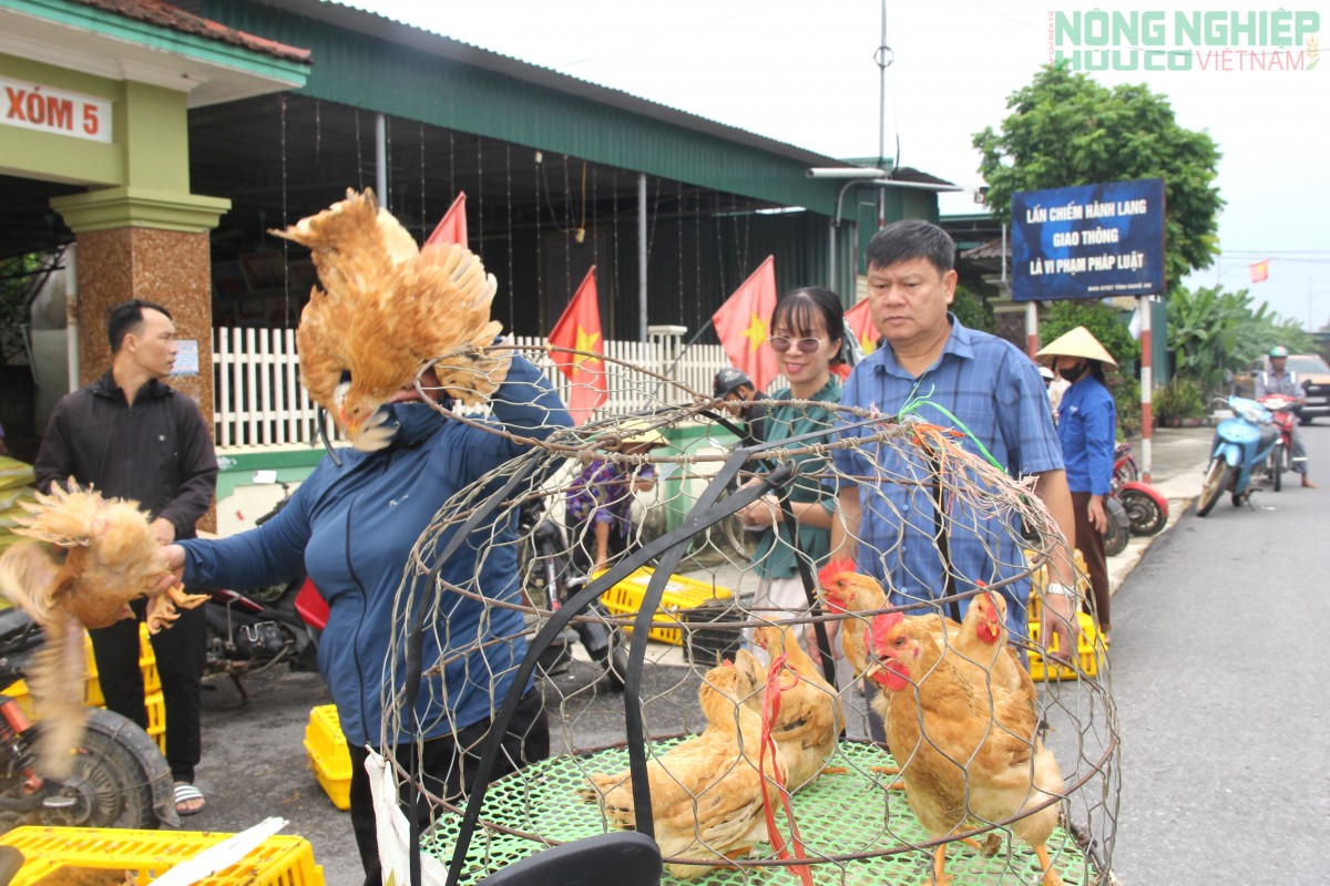 Xã Văn Hiến cấp phát gà giống cho hàng trăm hộ nghèo, cận nghèo, hỗ trợ sinh kế