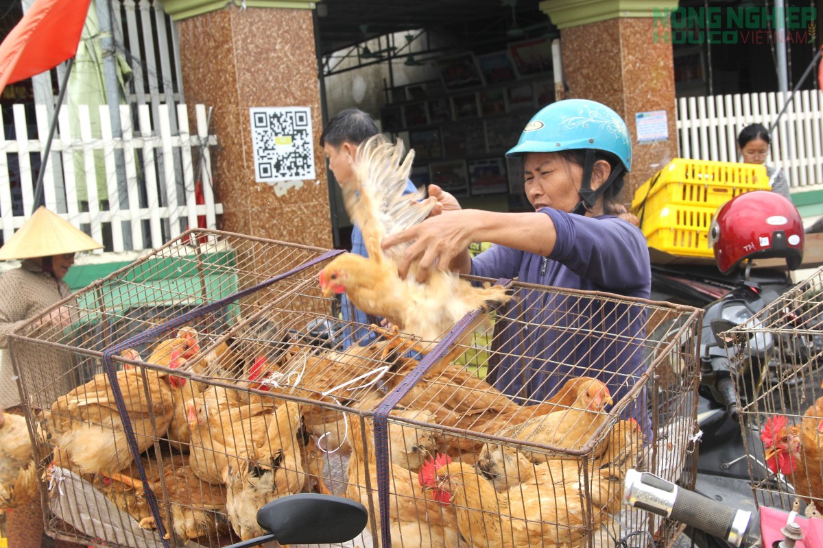 Xã Văn Hiến cấp phát gà giống cho hàng trăm hộ nghèo, cận nghèo, hỗ trợ sinh kế