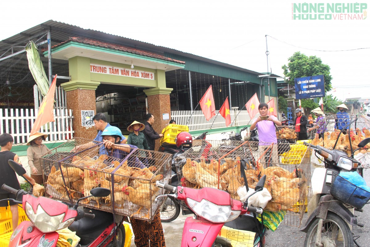 Xã Văn Hiến cấp phát gà giống cho hàng trăm hộ nghèo, cận nghèo, hỗ trợ sinh kế
