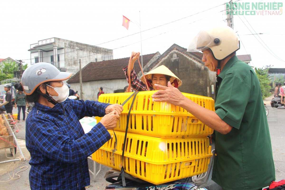 Xã Văn Hiến cấp phát gà giống cho hàng trăm hộ nghèo, cận nghèo, hỗ trợ sinh kế