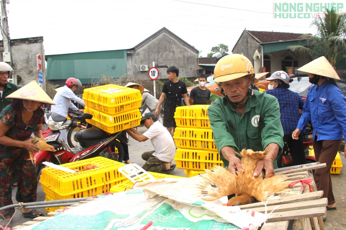 Xã Văn Hiến cấp phát gà giống cho hàng trăm hộ nghèo, cận nghèo, hỗ trợ sinh kế