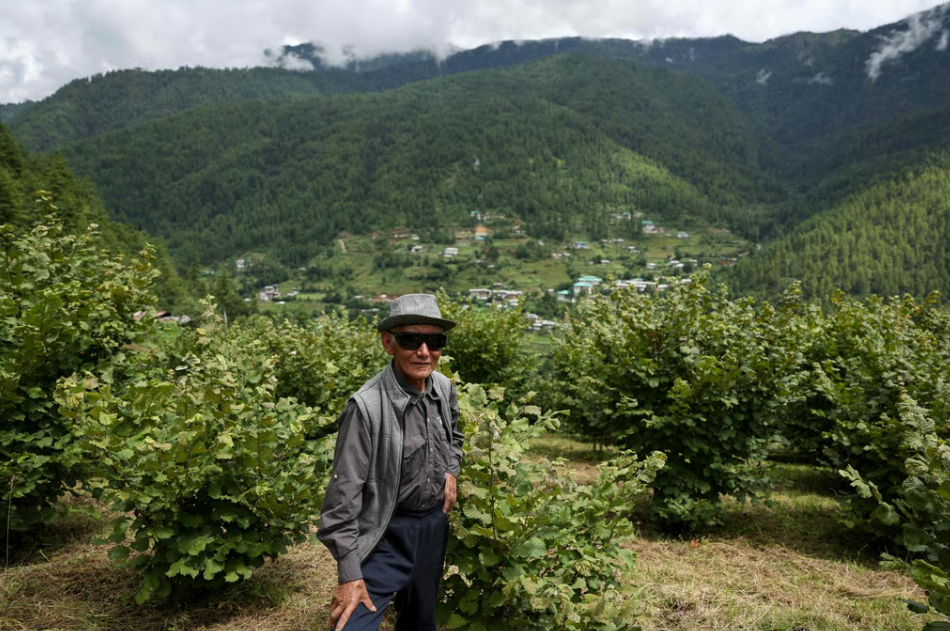 Bhutan đặt cược vào cây phỉ để tái định hình nông nghiệp miền núi