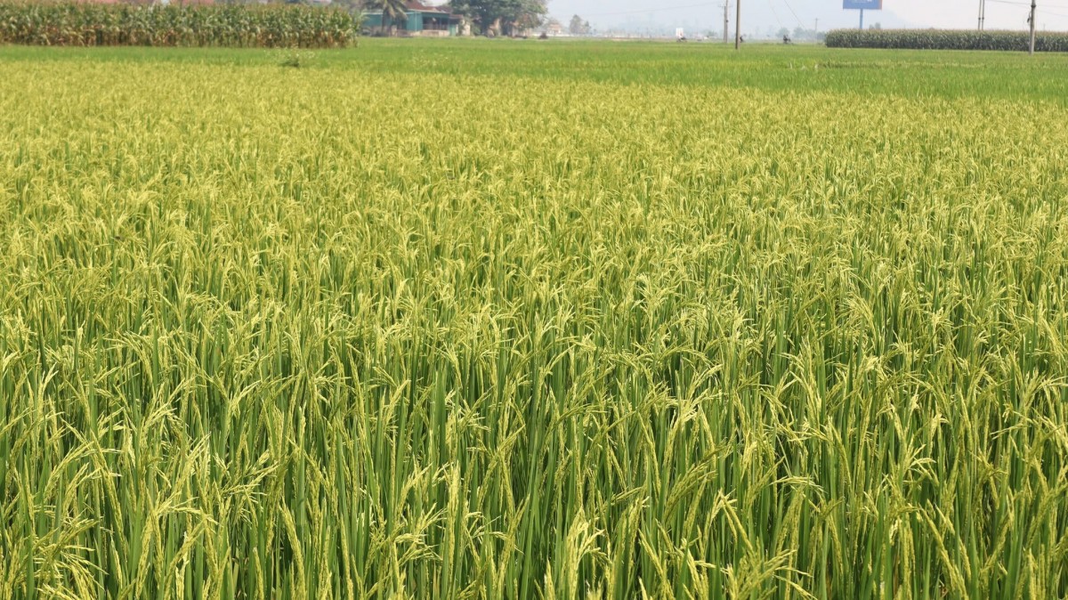 Kim Bảng chú trọng bố trí thời vụ phù hợp, bảo đảm tưới tiêu và chủ động phòng tránh thiên tai trong sản xuất nông nghiệp.