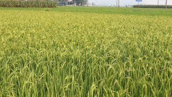 Nghệ An: Kim Bảng triển khai sản xuất vụ đông và rà soát hộ nghèo cuối năm 2026