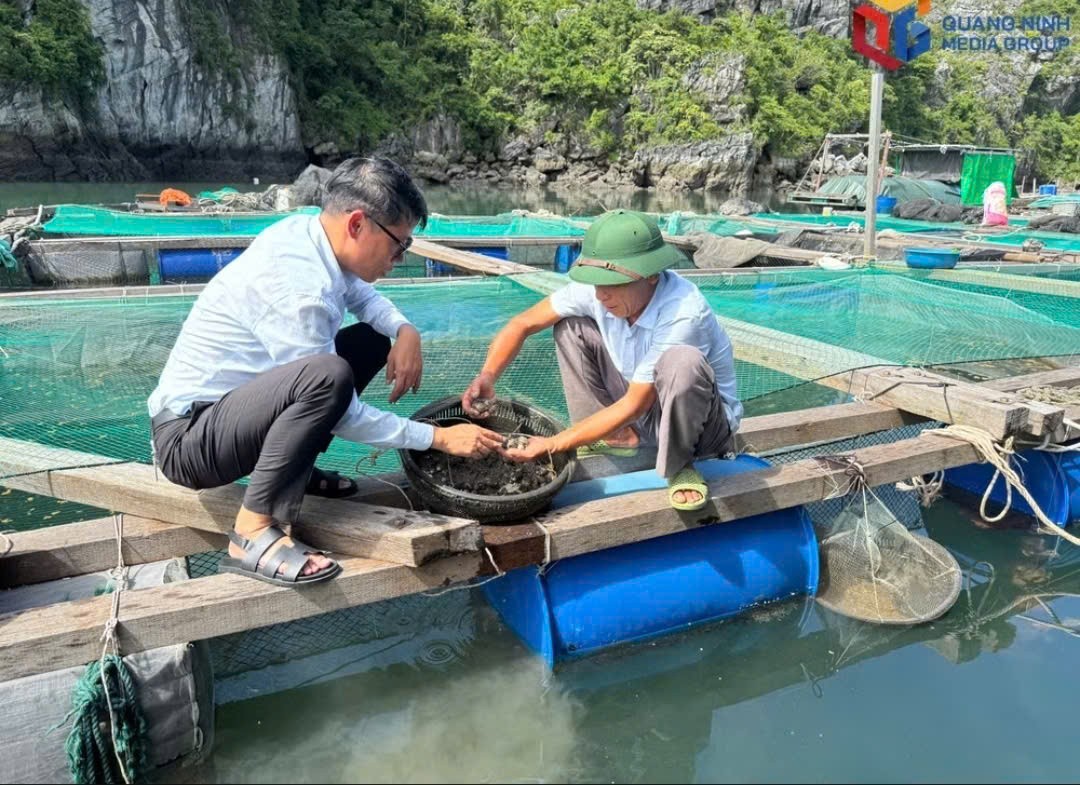 Mô hình nuôi hải sản trên đảo Ông Cụ tại Quảng Ninh