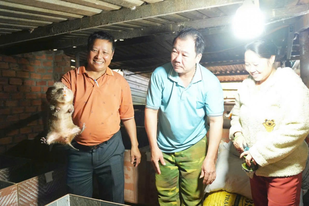 Mô hình nuôi Dúi mang lại hiệu quả kinh tế cao ở xã biên giới Quảng Trực