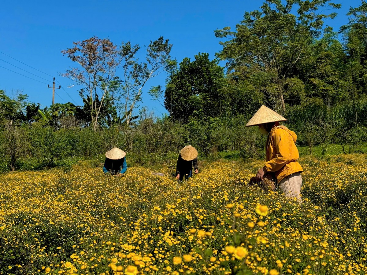 Trà cúc cổ hữu cơ nâng giá trị đất đồi Đà Bắc