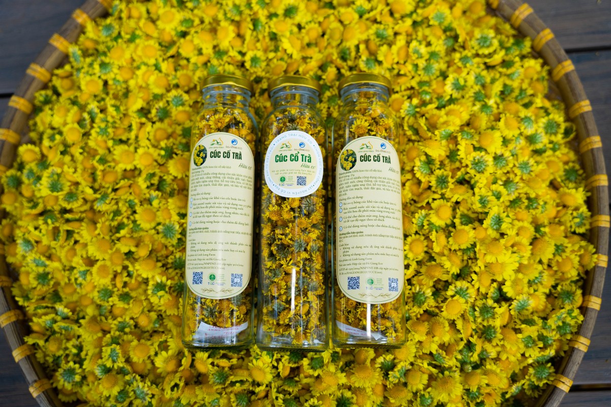 Sản phẩm Cúc cổ trà hữu cơ của HTX Đà Giang ECO.