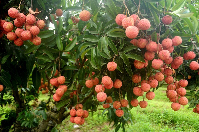 Bắc Ninh tổ chức lại vùng nguyên liệu, tăng liên kết sản xuất và tiêu thụ