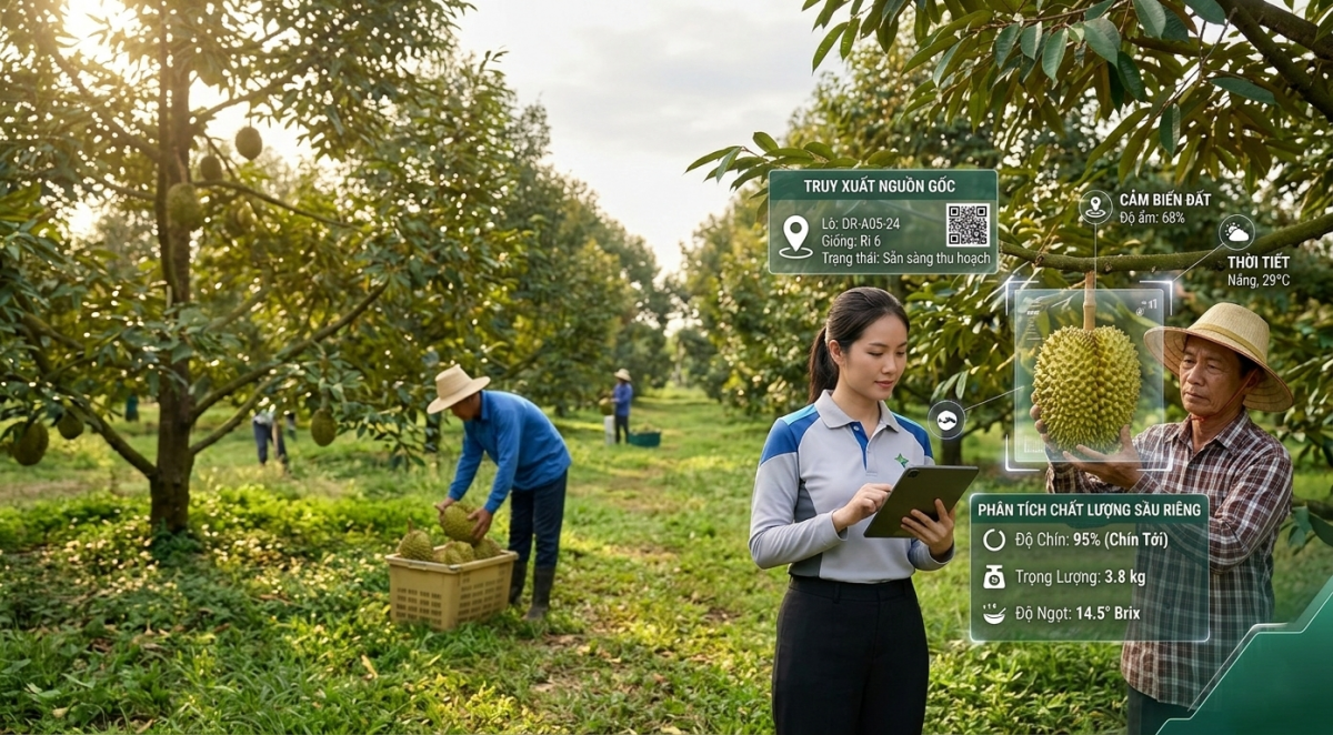 Ứng dụng truy xuất nguồn gốc góp phần kết nối thông tin từ sản xuất đến thị trường, nâng cao giá trị và độ tin cậy của nông sản.