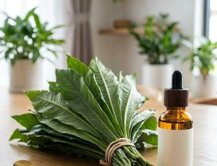 Lợi ích bất ngờ của lá xương sông nhờ tinh dầu đặc biệt