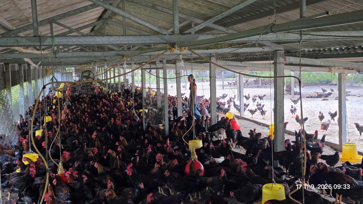 Khuyến nông đồng hành, mở hướng chăn nuôi bền vững tại Huế