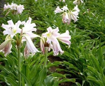 Bộ Y tế thúc đẩy phát triển dược liệu địa phương và đặt lộ trình chuẩn hóa GACP trước năm 2030