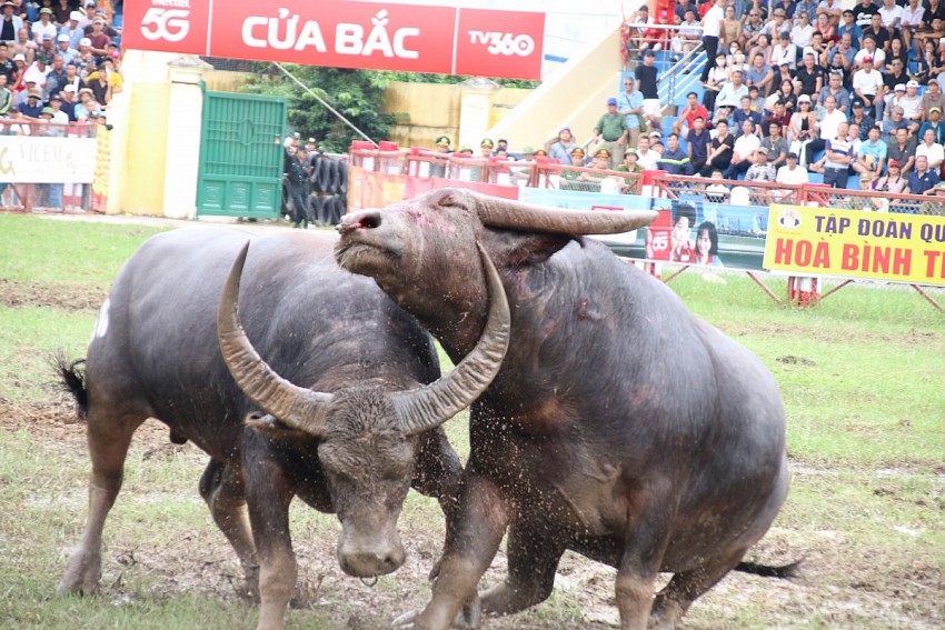 Đặc sắc Lễ hội chọi trâu truyền thống Đồ Sơn năm 2026