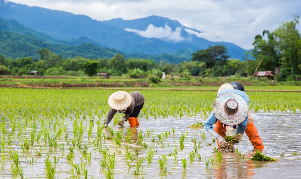 Chiến tranh Iran và El Nino đe dọa nguồn cung lương thực châu Á