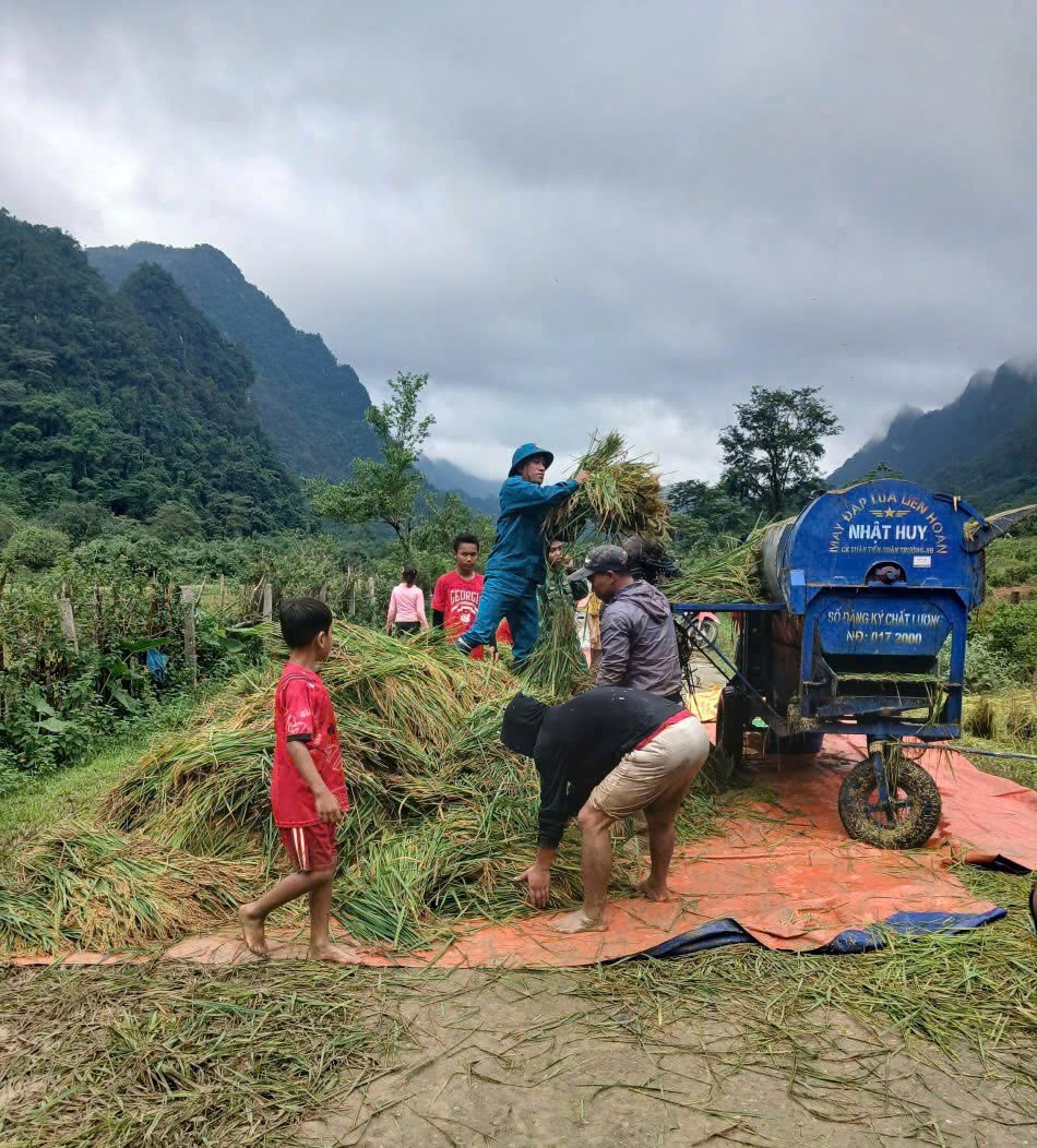 Quảng Trị: Lực lượng quân sự xã Kim Phú giúp dân thu hoạch lúa chạy lũ