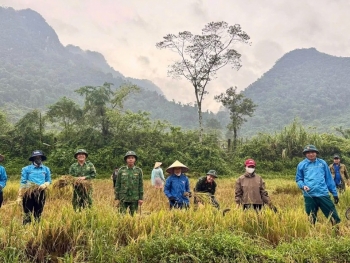 Quảng Trị: Lực lượng quân sự xã Kim Phú giúp dân thu hoạch lúa chạy lũ