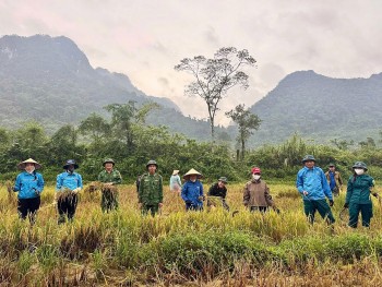 Quảng Trị: Lực lượng quân sự xã Kim Phú giúp dân thu hoạch lúa chạy lũ