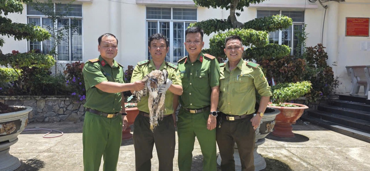 Người dân An Giang chủ động giao nộp chim diều hoa Miến Điện
