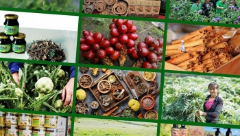 Lào Cai đưa 53 loài cây dược liệu vào danh mục ưu tiên phát triển