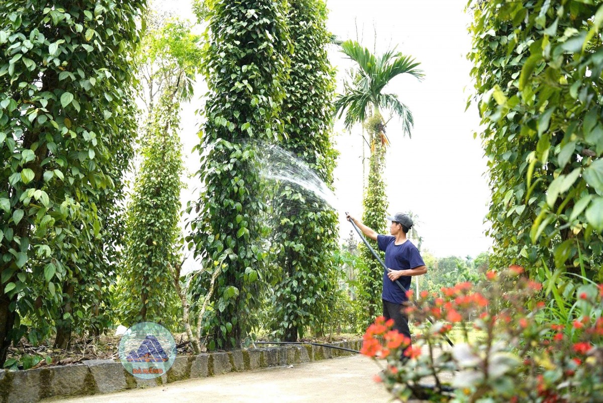 Tiên Phước nâng giá trị từ những khu vườn xanh