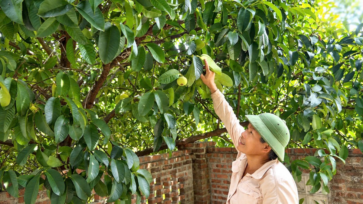 Tiên Phước nâng giá trị từ những khu vườn xanh