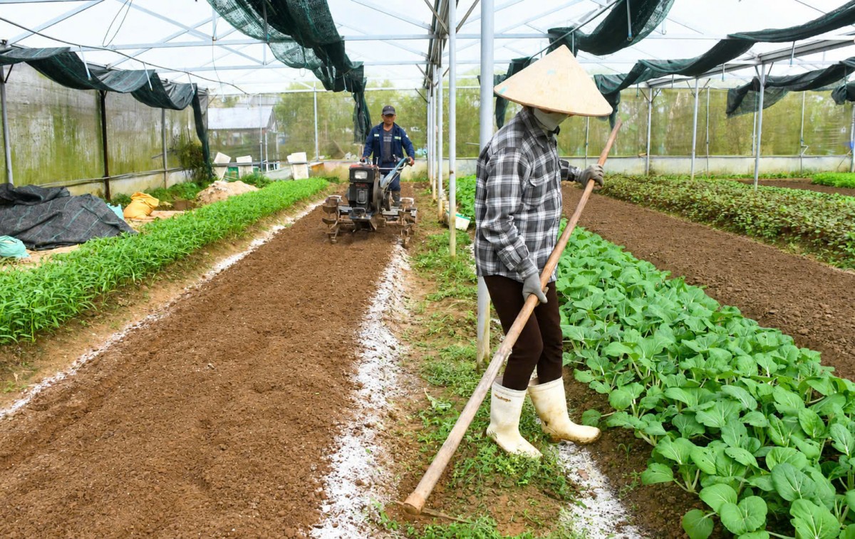 Công nghệ mở hướng phát triển nông nghiệp đa giá trị ở Đà Nẵng