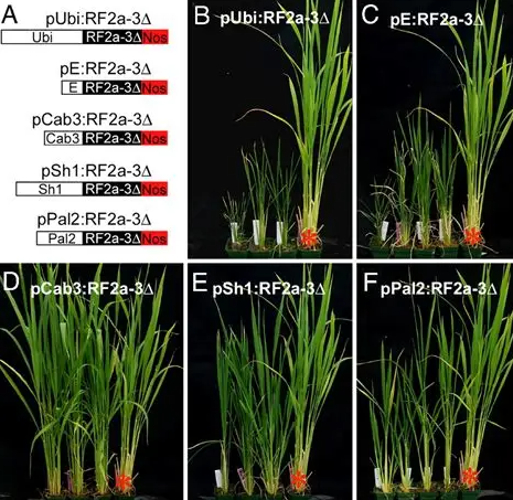 EU liên tục phát hiện GMO chưa được cấp phép trong gạo và thực phẩm từ Trung Quốc