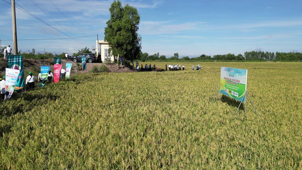 Canh tác lúa thông minh, phát thải thấp tại Tây Ninh: Giảm chi phí, lợi nhuận tăng hơn 27%
