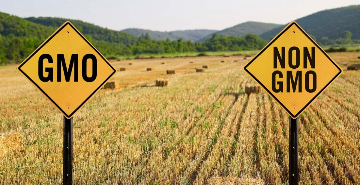 EU liên tục phát hiện GMO chưa được cấp phép trong gạo và thực phẩm từ Trung Quốc