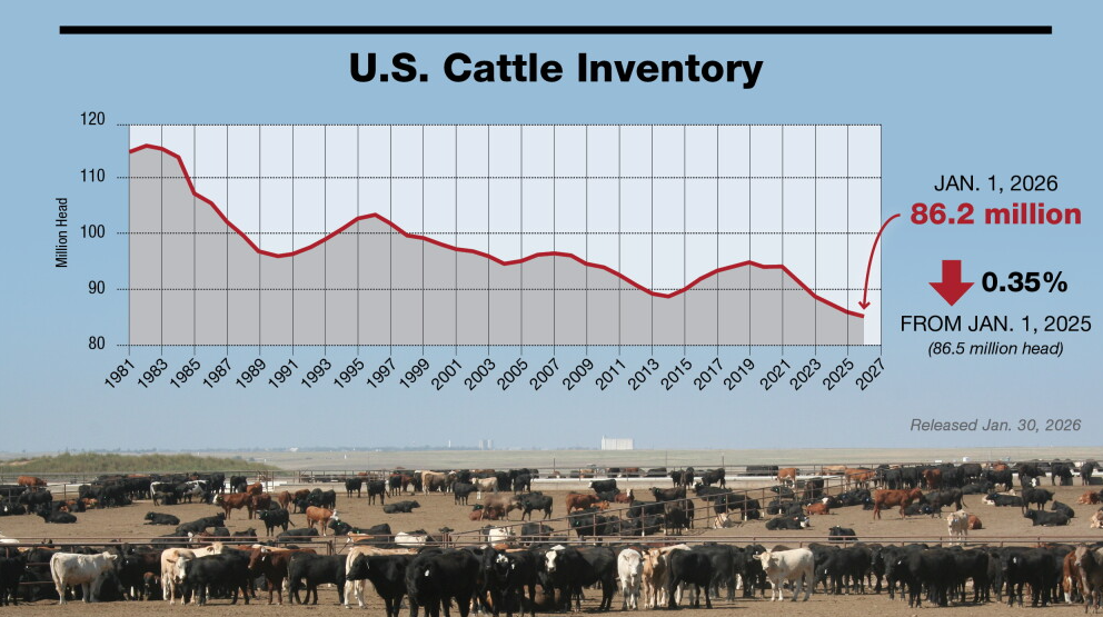 USDA hạ dự báo sản lượng thịt bò Hoa Kỳ năm 2026 và 2027 do hoạt động giết mổ giảm