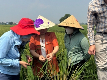 Hải Phòng: Tăng cường phòng trừ rầy, bảo vệ lúa vụ Mùa 2026