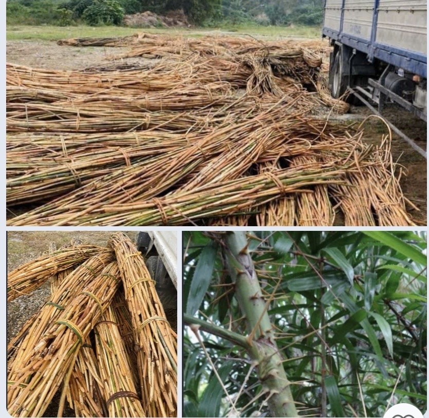 Khai thác loài cây Mây hồng phải đúng quy định pháp luật