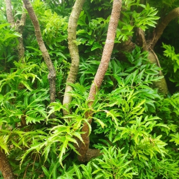 Lá đinh lăng có thể ăn như rau, nhưng không nên lạm dụng