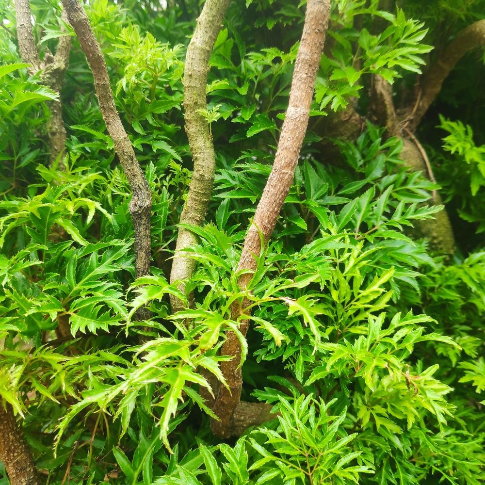 5 nhóm người có thể bổ sung lá đinh lăng vào chế độ ăn
