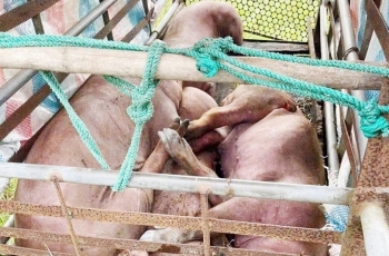 Hà Tĩnh khẩn trương kiểm soát 2 ổ dịch tả lợn châu Phi