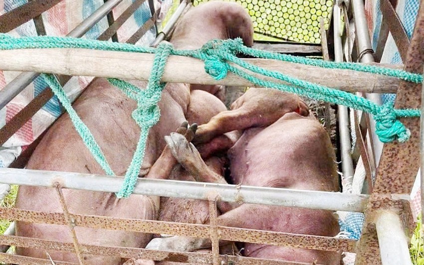 Hà Tĩnh khẩn trương kiểm soát 2 ổ dịch tả lợn châu Phi