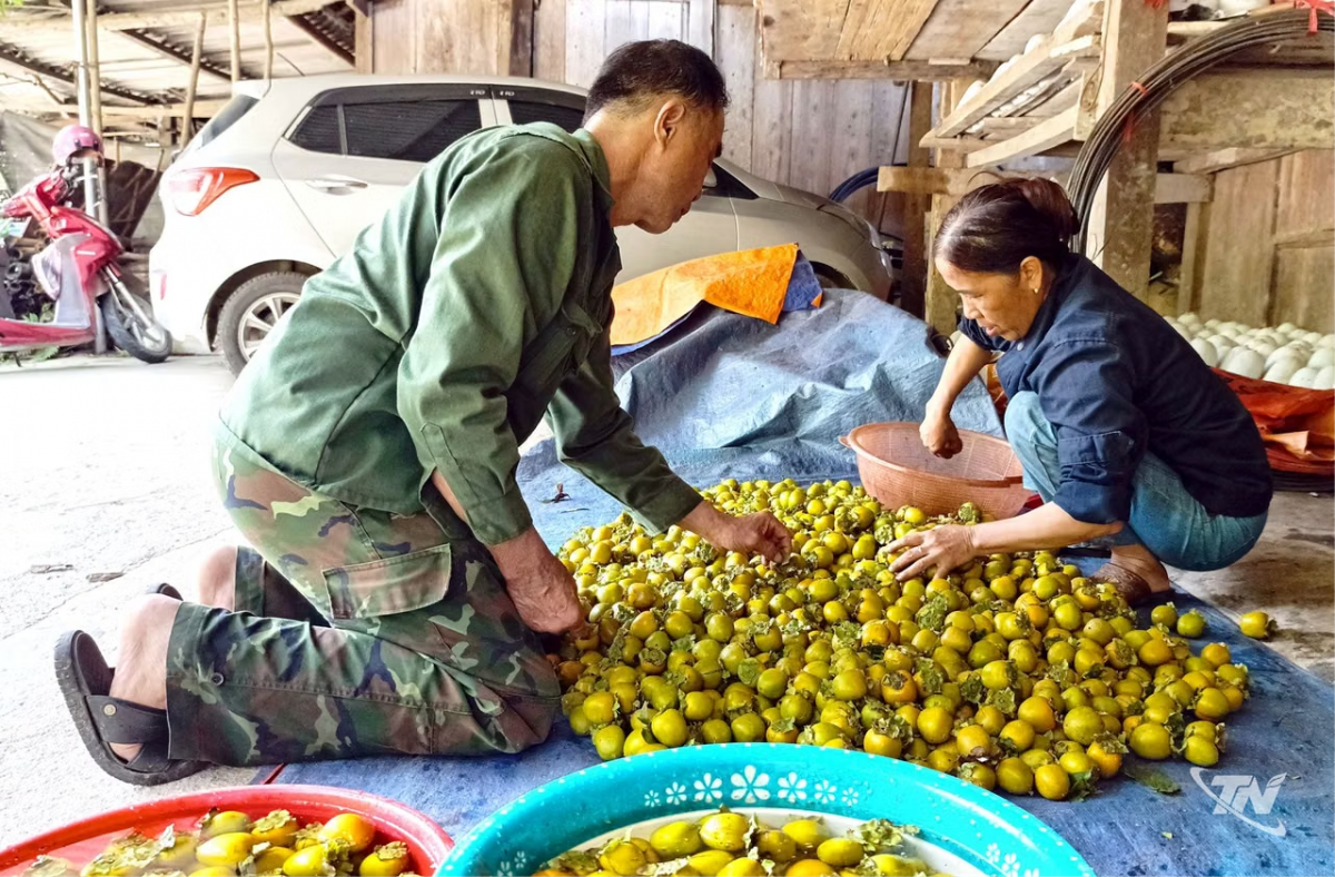 Hồng không hạt Quảng Bạch: Cây trồng giúp người dân vùng cao tăng thu nhập