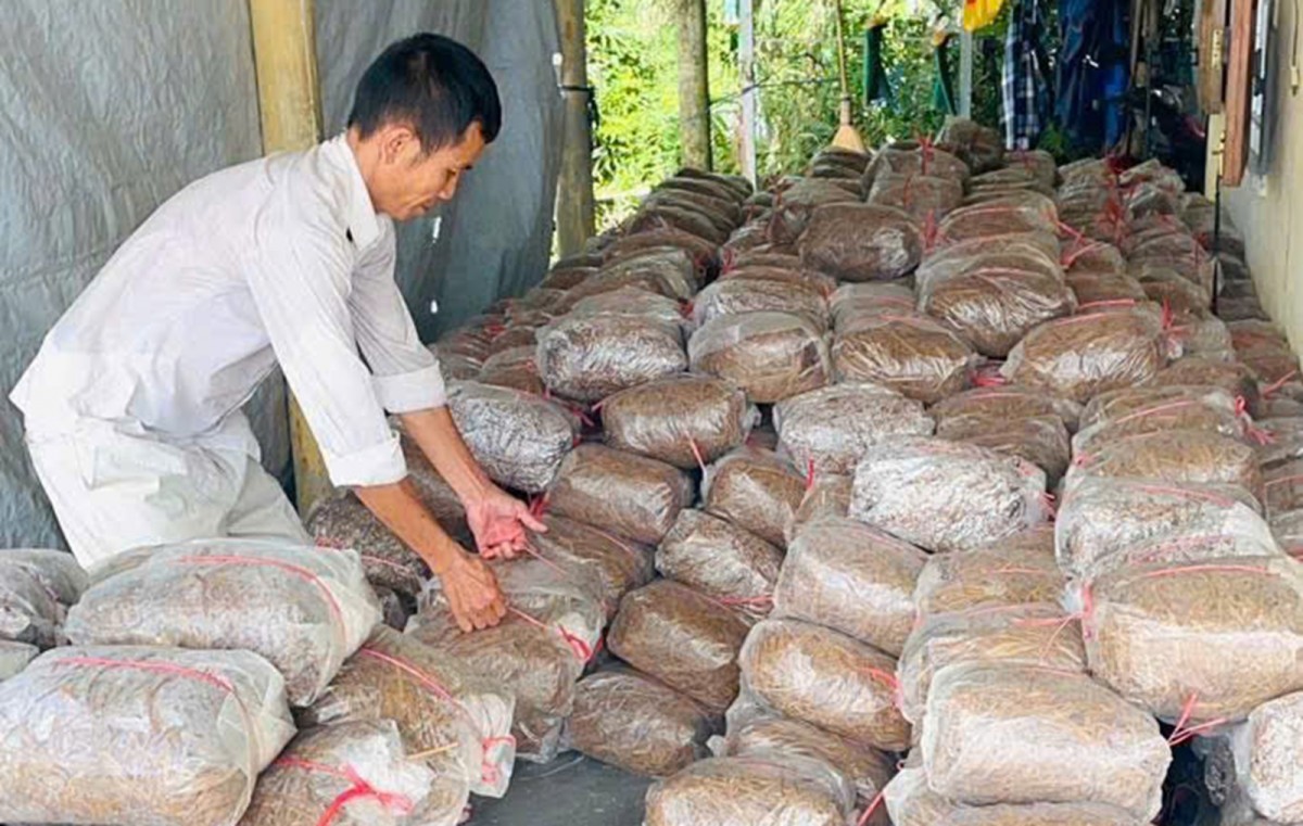 Tín dụng chính sách đồng hành cùng sinh kế xanh ở xã Phú Hồ