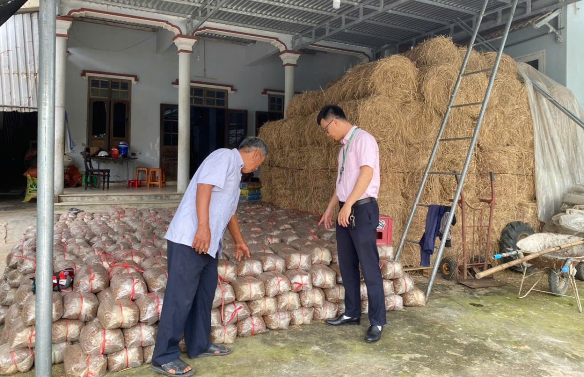 trồng nấm rơm