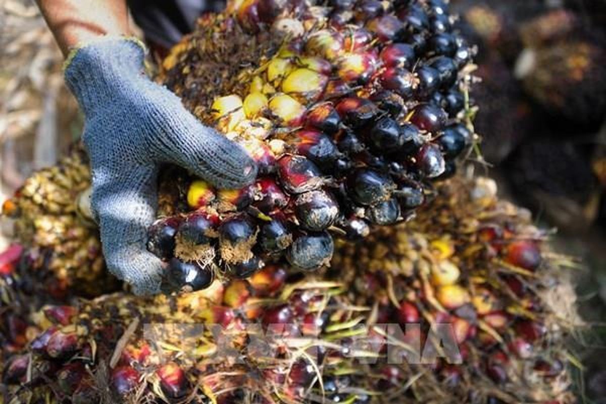 Thái Lan đề xuất tăng dự trữ gạo, dầu cọ ứng phó nguy cơ El Nino