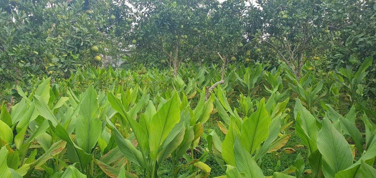Trồng cây địa liền bản địa theo hướng hàng hóa thông qua mô hình canh tác đa tầng của anh Phùn Văn Hoà.
